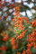 Pyracantha 'Teton' 40-60 cm - Feuerdorn, weiße Blüten, orange Beeren, Blütezeit Mai-Juni, ideal als Hecke, immergrün, vogel- und bienenfreundlich
