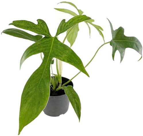 Fangblatt - Philodendron 'Glad Hands' - anmutiger Baumfreund im Ø 12 cm Topf - exotische Zimmerpflanze