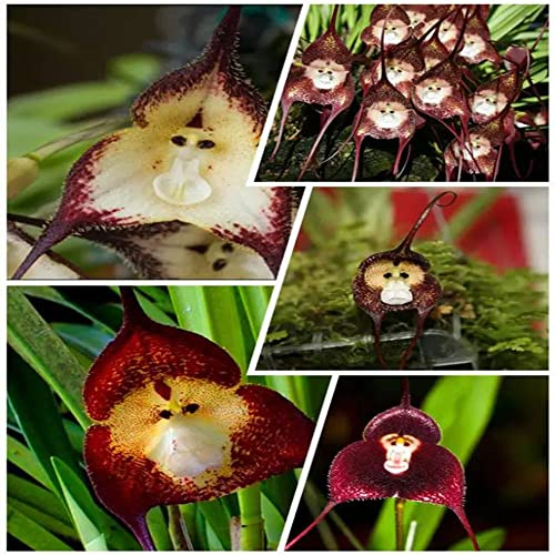 50 Stück affen orchidee pflanze kaufen samen dracula simia monkey orchid Affengesicht Orchidee mix flanzen bienenwiese saatgut plants flower zimmerpflanze pflanzensamen