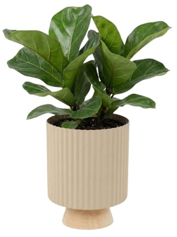 URBNLIVING 1pc Fluted Metal Planter with Wooden Stand, Ribbed Matte Finish Decorative Flower Pot, Raised Indoor Plant Holder for Home Office Decor (Greige)