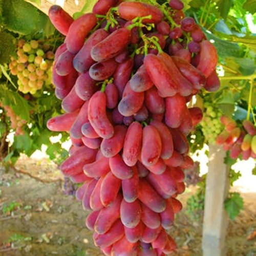 Mélange de raisins, décoration de jardin, rustique, pluriannuel, vin résistant à l'hiver, raisin de table, fruité, parfumé. - 4 pièces - D