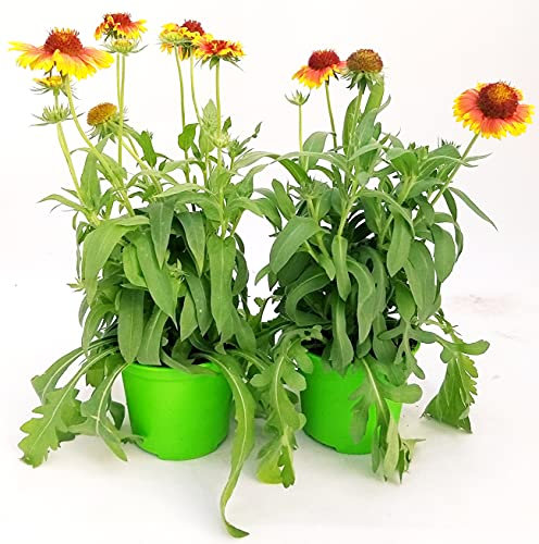 POWERS TO FLOWERS - GAILLARDIA, 2 PIANTE, Vaso 14cm, piante vere