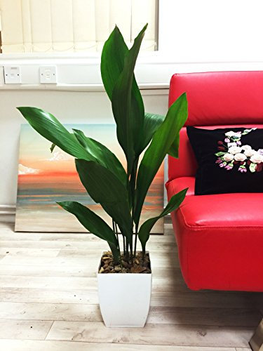 Easy Plants® Grande plante en fonte Aspidistra commune en pot blanc brillant Milano pour intérieur ou extérieur