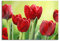 Pixxprint Glasbild, Wandbild aus Echtglas, Rote Tulpen mit Tropfen bedeckt, 100x70 cm, inkl. Aufhängung und Abstandshalter