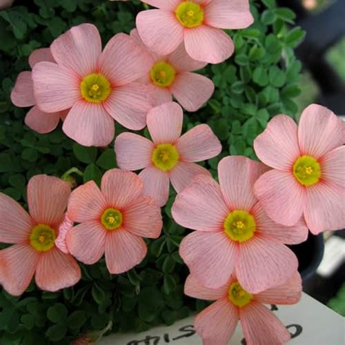 Oxalis – Bombillas resistentes al frío y al calor – Fácil de cuidar/Oxalis Pot Plant, pequeñas y delicadas, 6 cebollas D