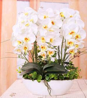 Shopmeeko 100PCS seltene blaue Verbene Pflanze, Verbena Hortensis, Verbena Hybrida Bonsai Blume Pflanze Indoor Blume Pflanzen hat medizinischen Wert: 1