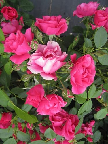 Rosa Pink Forest Rose ® - Beetrose Pink Forest Rose ® - Kordes Rose