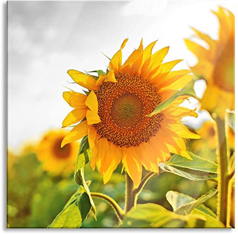 Pixxprint Glasbild | Wandbild auf Echtglas | Nahaufnahme einer Sonnenblume | 80x80 cm | inkl. Aufhängung und Abstandshalter