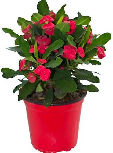 Euphorbia Milii o Crono de Espinas Arbusto de Riego Moderado y Flores Rojas