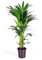 Planta natural Elegante Palmera Kentia. 100-110 cm. Segura Garden. Las palmeras Kentia son espectaculares y mejoran la calidad del aire, creando un ambiente fresco y relajante en el hogar.