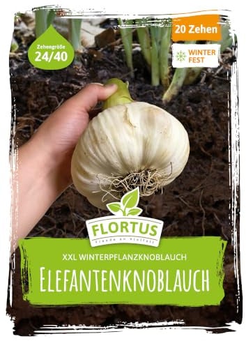 FLORTUS – Winterpflanzknoblauch Elefantenknoblauch 20 Zehen zertifiziertes Pflanzgut, keine Samen – Zehengröße 24-40 mm – winterhart, sehr große Steckzehen mit mildem Geschmack