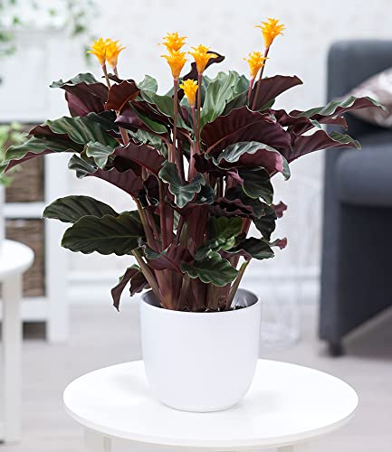 BALDUR Garten Calathea Crocata, 1 Pflanze Luftreinigende Zimmerpflanze, auffällige, 2-farbige Blätter, exotische Knospen, dekorativ, ideal für Innenräume & helle Standorte