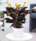BALDUR Garten Calathea Crocata, 1 Pflanze Luftreinigende Zimmerpflanze, auffällige, 2-farbige Blätter, exotische Knospen, dekorativ, ideal für Innenräume & helle Standorte