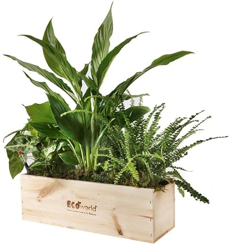 vdvelde.com - Ecoworld Box Luftreinigende Zimmerpflanzen - 3 Grüne Zimmerpflanze - Grünpflanzen - Nachhaltige Holzkiste - Inkl. Dünger und praktischer Feuchtigkeitsmeseer