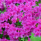 1 pianta resistente di azalea 'Geisha Purple' in vaso, arbusto sempreverde giapponese.