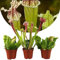 Plant in a Box - Sarracenia purpurea - 3er Set - Lila-Grün - Purpurroter Schlauchpflanze - Fleischfressende Pflanze - Topf 5,5cm - Höhe 10cm