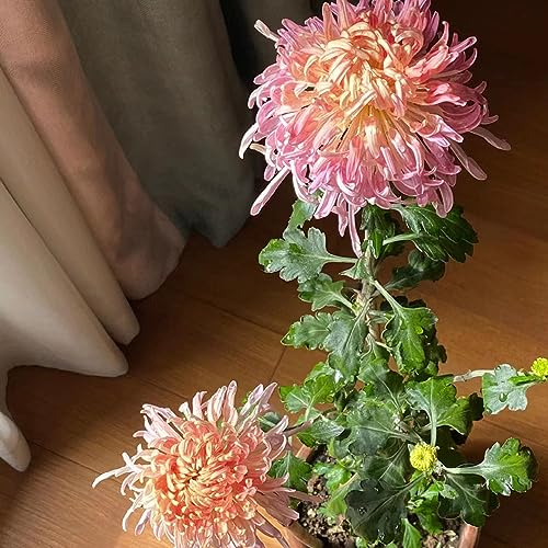80 Pcs Chrysanthemen Pflanzen Samen - Chrysantheme - Winterharte Pflanzen Für Garten,Balkonpflanzen (Chrysanthemum) Geschenke Für Gartenliebhaber,Balkon Pflanze Blumenwiese Samen,Frühlingsblumen