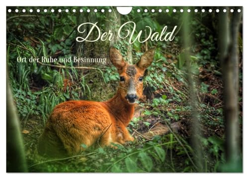 Der Wald - Ort der Ruhe und Besinnung (Wandkalender 2026 DIN A4 quer), CALVENDO Monatskalender: Waldimpressionen durch alle Jahreszeiten (CALVENDO Natur)