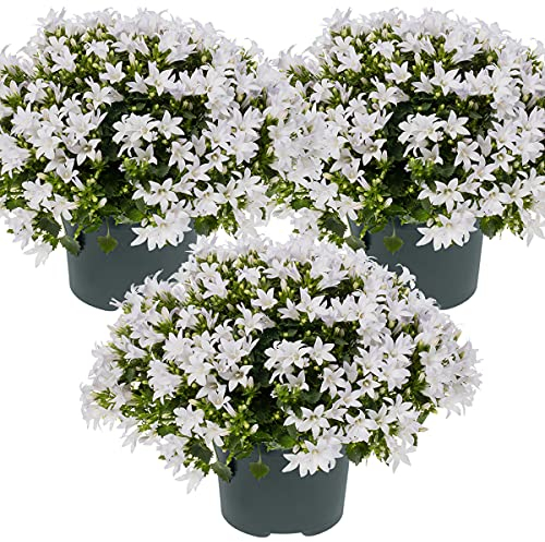 3x Campanula 'Ambella White' - Campanula - tappezzante - Resistente - ⌀10.5 cm - 10-15 cm