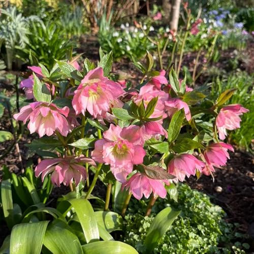 Piante di rosa di Natale resistenti - semi tetti verdi vasi per piante perenni resistenti e perenni da giardino semi Helleborus thibetanus Rose Natale esotici all'inverno per vasi - 100pcs