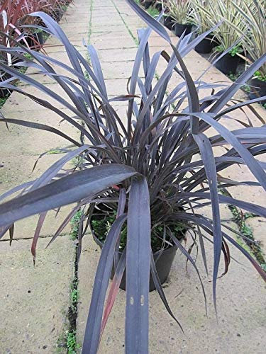 Phormium tenax Platts Black - Neuseelandflachs Platts Black