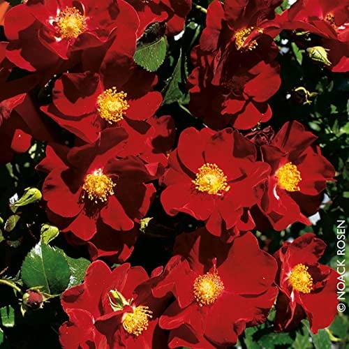 Bodendeckerrose 'Alcantara®', dunkelrot, Topf 3 Liter, 4 Stück
