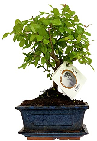 ZynesFlora Echter Bonsai Baum Keramik Schale - Zimmerpflanze im Topf - Höhe: 25-30 cm - Feng Shui Zen Bonsai Meditation Dekoration