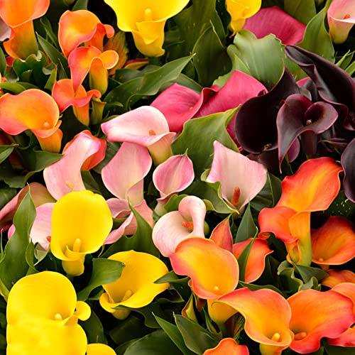 5 Stück calla lilien zwiebeln Hydroponik - Seltene Pflanzen serie - blumenzwiebeln mix dachbegrünung blumen geschenk winterharte pflanzen für garten exotische pflanze winterhart