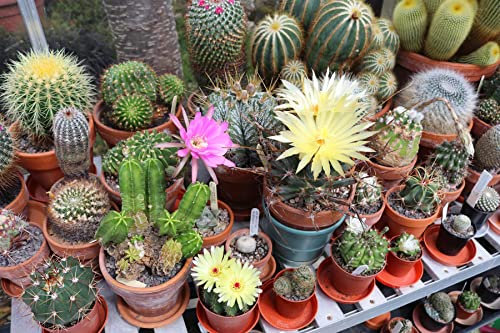 Flowering Cactus - The Collectors Mix - 30 Seeds