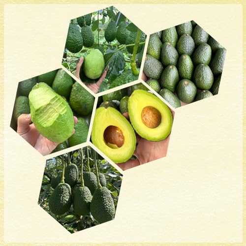 50 pcs avocado samen zum pflanzen, säulenobst winterhart, samen avocado baum pflanzen winterhart draußen, indoor garden säulenobstbäume, garten exotische früchte, hochbeet balkon sukkulenten