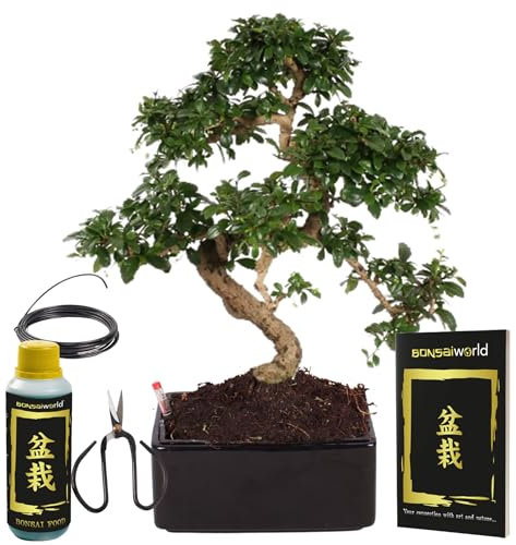vdvelde.com - Bonsaibaum - Bonsaiworld Pflegeleicht - Bonsai Starter Kit - S-förmig aus japanischer Keramik- Ø 17 cm ↥ ca. 25 cm- Inklusive Starterset