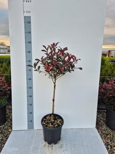 Photinia Compatta ‘Carré Rouge’ – Alberello Ornamentale | Foglie Rosso Intenso – Sempreverde Elegante per Giardini e Ingressi - Giulian Giovani Piante