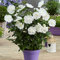 You Garden - 1 x Hibiscus 'White Chiffon' in a 9cm Pot
