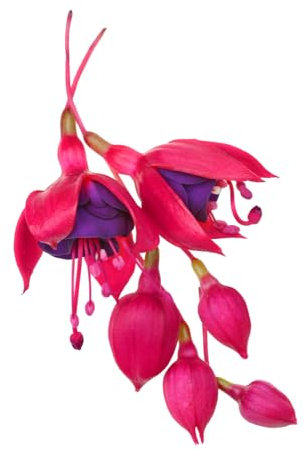 Fuchsia Plants, 'Genii', 1 x Full Plant in a 1 Litre Pot, Fuchsias, Garden Ready, Ready to Plant, Premium Quality Garden Perennials