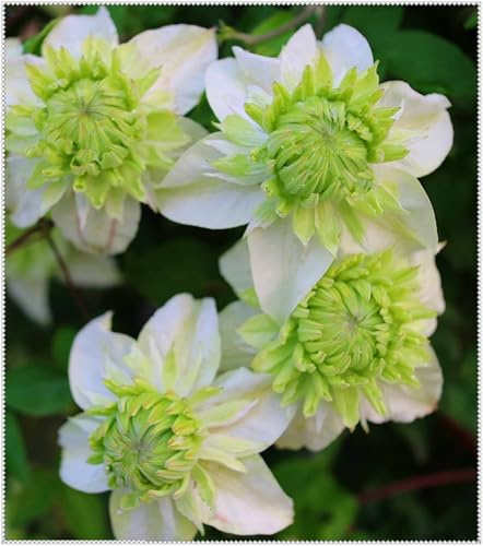 Mehrjährige Kräftige Rhizome, Clematis Rhizome, Winterhart Clematis, Hervorragende gärtnerische Ausstellung-6 Rhizome-H