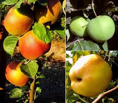 Apfelbäume 3er-Set, alte Apfelsorten