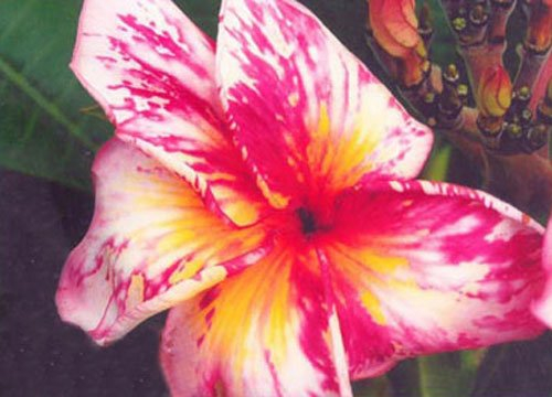 Seeds 20 Fresh Plumeria Agave Rare Peach Reale