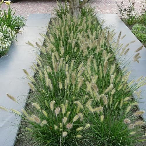 4x Lampenputzergras Little Bunny XL Pennisetum, 2L Topf, 10-20 cm | Winterhartes Ziergras, Kompakt, Pflegeleicht