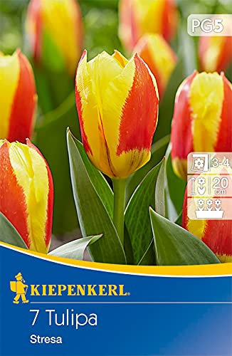 Kaufmanniana-Tulpe Stresa, johannisbeerrote Farbe mit gelbem Rand