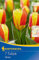 Kaufmanniana-Tulpe Stresa, johannisbeerrote Farbe mit gelbem Rand