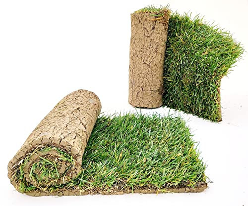 POWERS TO FLOWERS - PRATO A ROTOLI, ERBA A ROTOLO VERA, ERBA DA GIARDINO, 8 ROTOLI DA 40cm x 123cm, pianta vera