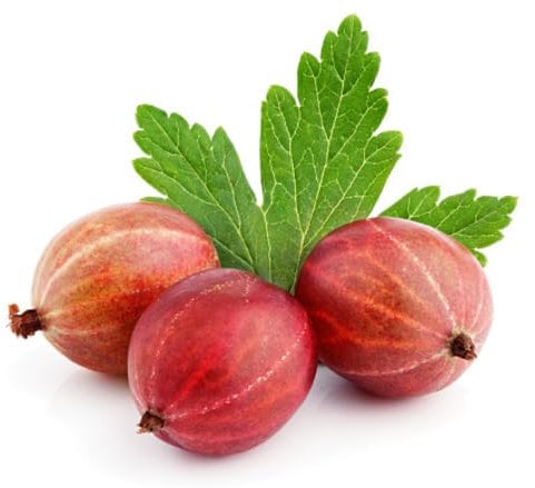 60 graines de groseille à maquereau rouge