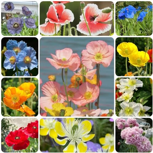 Semillas de amapola de maíz perennes, raras Papaver rhoeas, de jardín orgánicas semillas de cobertura del suelo resistentes 1000pcs