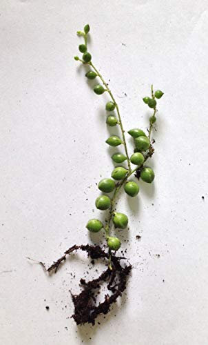 Portal Cool String Of Pearls - Verwurlt rowleyanus, Perlenschnur