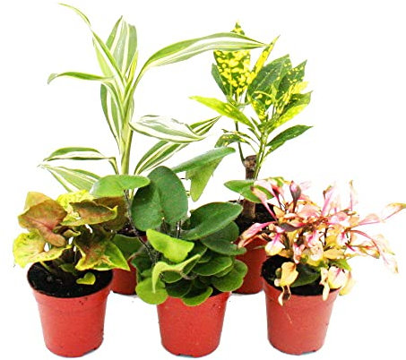 Exotenherz - Mini-Pflanzen - Set mit 5 buntlaubigen Mini Pflanzen - Ideal für kleine Schalen und Gläser - Baby-Plant im 5,5cm Topf