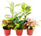 Exotenherz - Mini-Pflanzen - Set mit 5 buntlaubigen Mini Pflanzen - Ideal für kleine Schalen und Gläser - Baby-Plant im 5,5cm Topf
