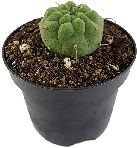 Fangblatt - Matucana madisoniorum - peruanischer Zwergkaktus im Ø 9 cm Topf - exotischer Kaktus für Ihre Sammlung