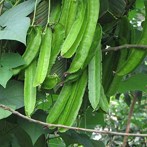 Somerway Geflügelte Bohnen samen 200 teile/beutel Gemüses amen zum Pflanzen von essbaren Bohnen samen Gemüse samen für Garten geschenke für Frauen Grün