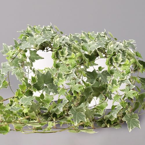 Efeu 'Variegata', Topf-Ø 12/13 cm, in Keramiktopf Dallas weiß, 2 Pflanzen