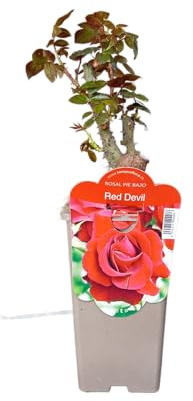 Rosal Perfumado Rojo en Maceta – Arbusto Natural con Flores Perfecto para tu Hogar